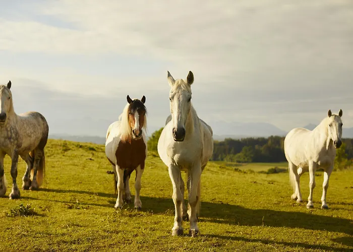 Aschbacher Hof 3* Feldkirchen-Westerham
